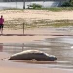 apos-dias-desaparecido,-elefante-marinho-e-encontrado-morto-em-alagoas