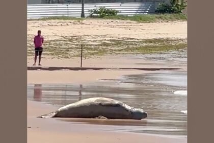 apos-dias-desaparecido,-elefante-marinho-e-encontrado-morto-em-alagoas
