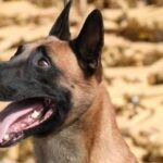 saiba-mais-sobre-huck,-o-pastor-belga-que-descobriu-48-toneladas-de-maconha-em-bunker-na-mare