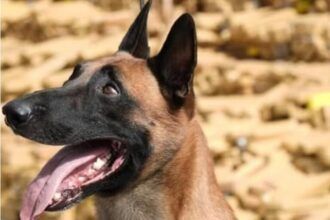 saiba-mais-sobre-huck,-o-pastor-belga-que-descobriu-48-toneladas-de-maconha-em-bunker-na-mare