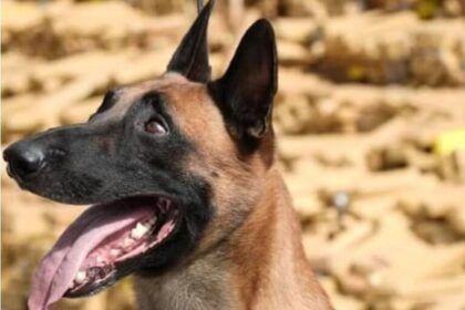 saiba-mais-sobre-huck,-o-pastor-belga-que-descobriu-48-toneladas-de-maconha-em-bunker-na-mare