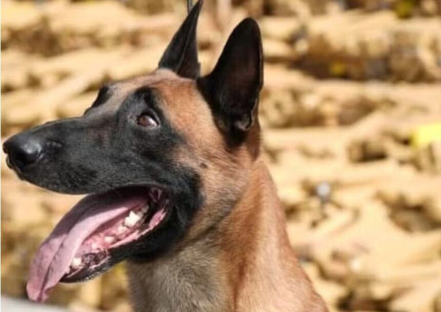 saiba-mais-sobre-huck,-o-pastor-belga-que-descobriu-48-toneladas-de-maconha-em-bunker-na-mare