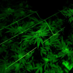 estudo-inedito-no-brasil-revela-que-8,5%-das-gestantes-usaram-cocaina-e-maconha-antes-do-parto