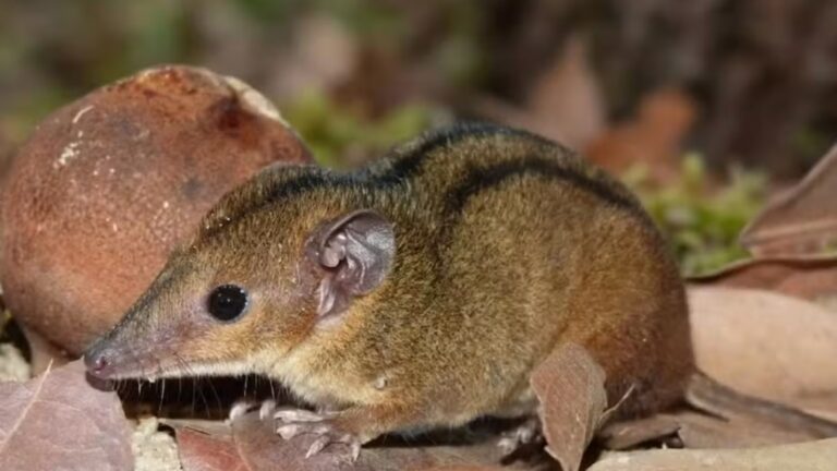 nova-especie-de-marsupial-e-descoberta-na-mata-atlantica-do-rio-por-pesquisadores-da-ufrj
