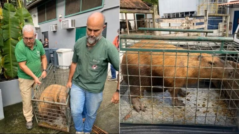 capivara-espancada-na-ilha-do-governador-volta-a-natureza-apos-dois-meses-de-recuperacao
