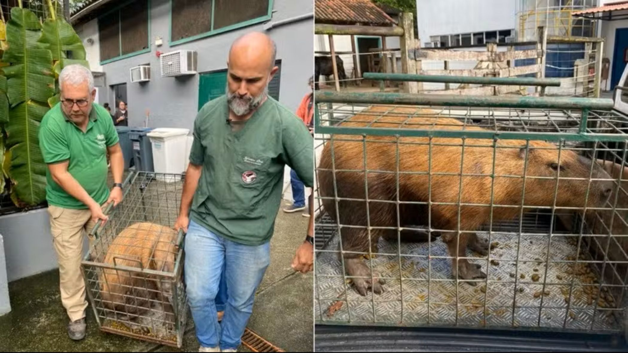capivara-espancada-na-ilha-do-governador-volta-a-natureza-apos-dois-meses-de-recuperacao