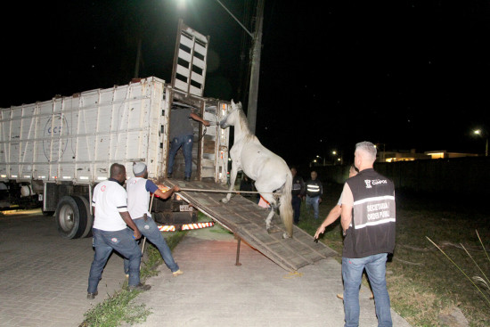 ccz-intensifica-fiscalizacao-contra-criacoes-irregulares-de-animais-de-grande-porte