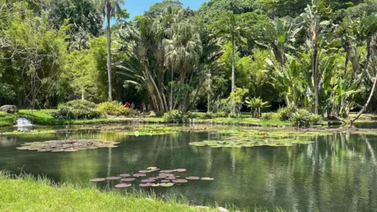 jardim-botanico-do-rio-celebra-aniversario-de-218-anos-com-entrada-gratu…
