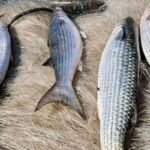 pesca-de-tainha-na-modalidade-arrasto-de-praia-esta-suspensa