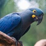 lista-de-fauna-ameacada-tem-180-animais-incluidos-e-150-retirados