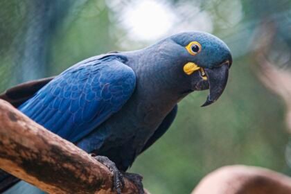 lista-de-fauna-ameacada-tem-180-animais-incluidos-e-150-retirados