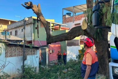 Ação conjunta para remoção de árvore com risco de queda na BR 101
