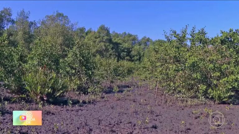 manguezal-de-guapimirim-renasce-com-reflorestamento-e-ja-abriga-mais-de-70-especies-nativas