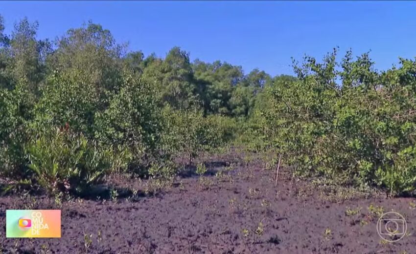 manguezal-de-guapimirim-renasce-com-reflorestamento-e-ja-abriga-mais-de-70-especies-nativas