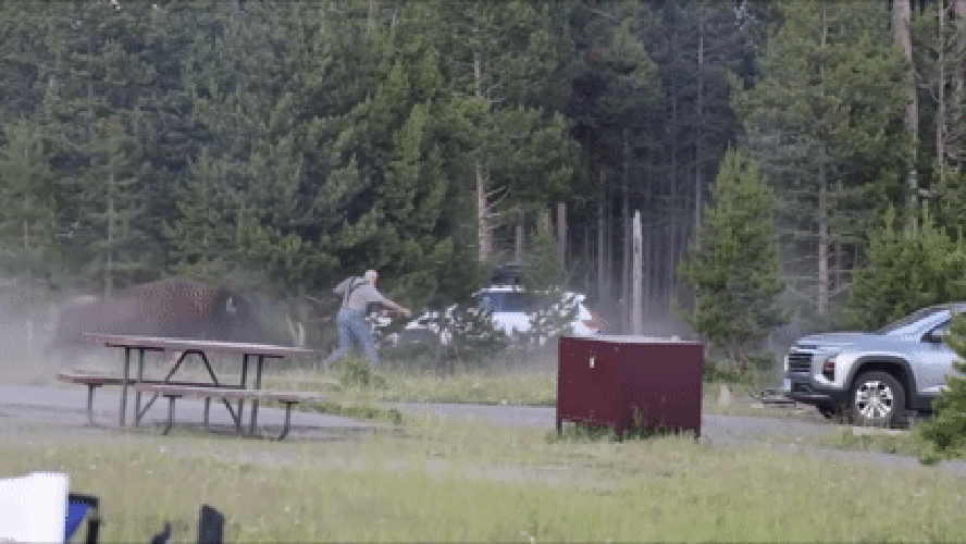 turista-e-lancado-a-mais-de-2-metros-por-bisao-em-yellowstone-e-ataque-alarma-visitantes;-video