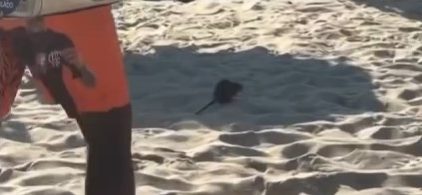 video:-rato-aparece-na-praia-do-leblon-e-assusta-banhistas
