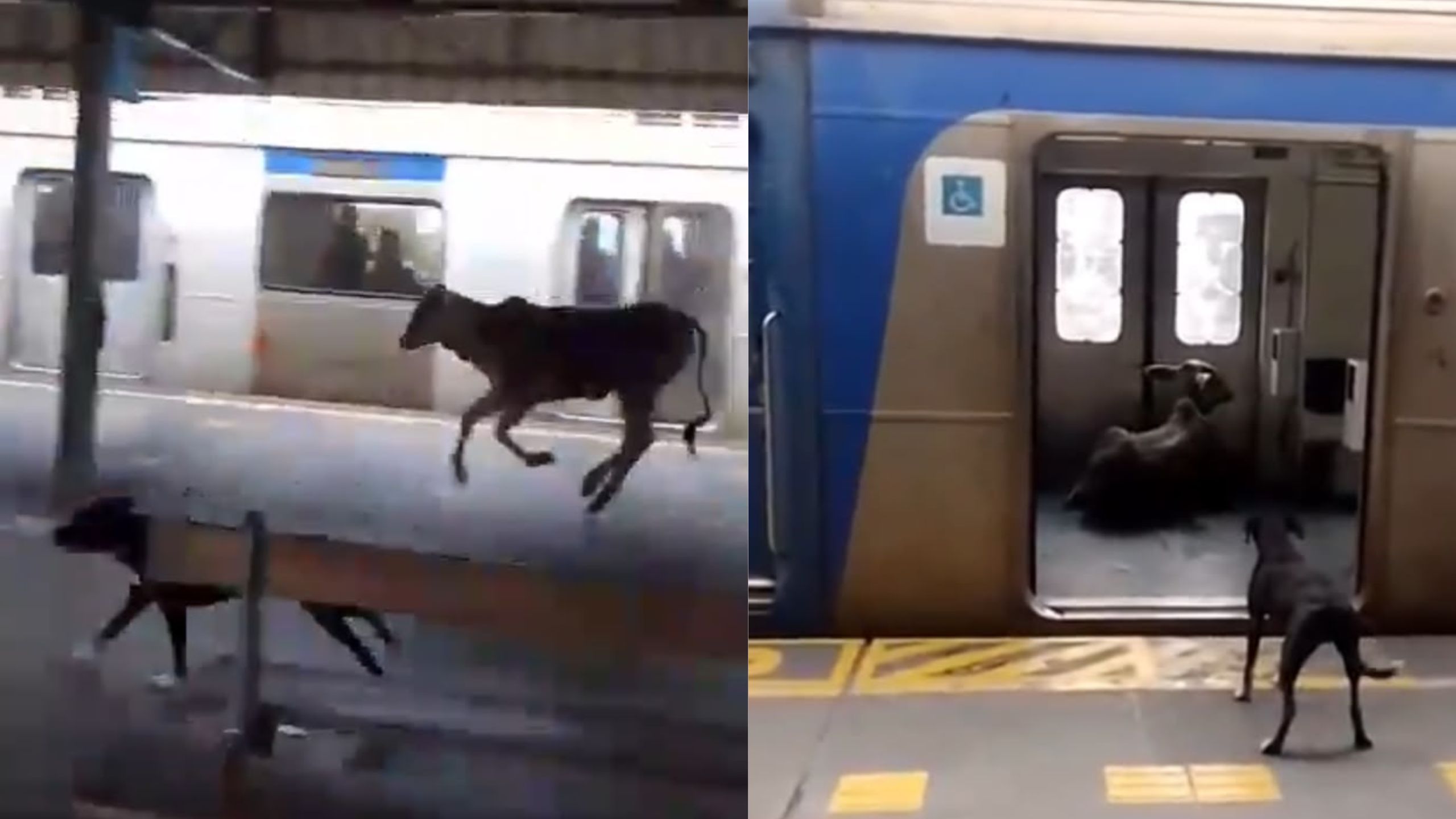 ‘sai-da-frente!’:-bezerro-invade-estacao-de-trem-em-japeri;-video