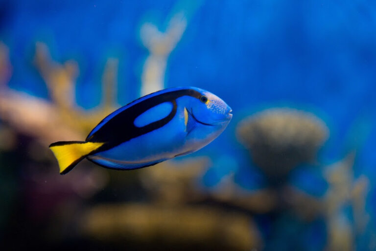 aquario-entra-no-clima-das-ferias-com-teatro-de-fantoches-e-atracoes-especiais