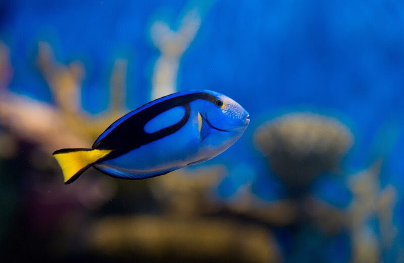 aquario-entra-no-clima-das-ferias-com-teatro-de-fantoches-e-atracoes-especiais