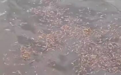 centenas-de-cavalos-marinhos-mortos-sao-achados-em-caixa-na-baia-de-guanabara;-video