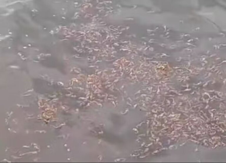centenas-de-cavalos-marinhos-mortos-sao-achados-em-caixa-na-baia-de-guanabara;-video