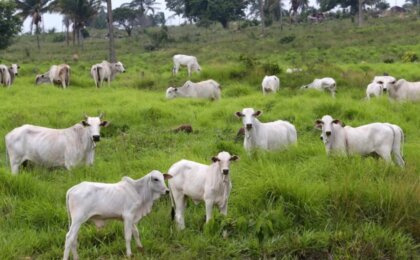 ue-vai-manter-veto-a-carne-brasileira-e-descarta-flexibilizar-exigencias-sanitarias,-diz-embaixador