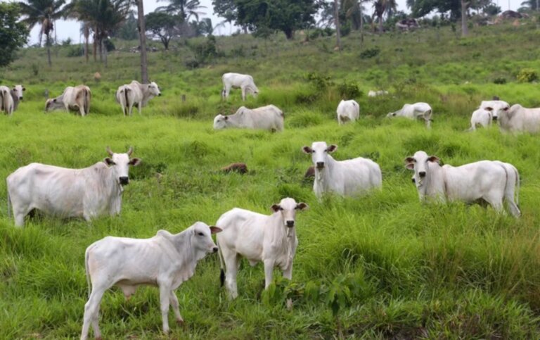 ue-vai-manter-veto-a-carne-brasileira-e-descarta-flexibilizar-exigencias-sanitarias,-diz-embaixador