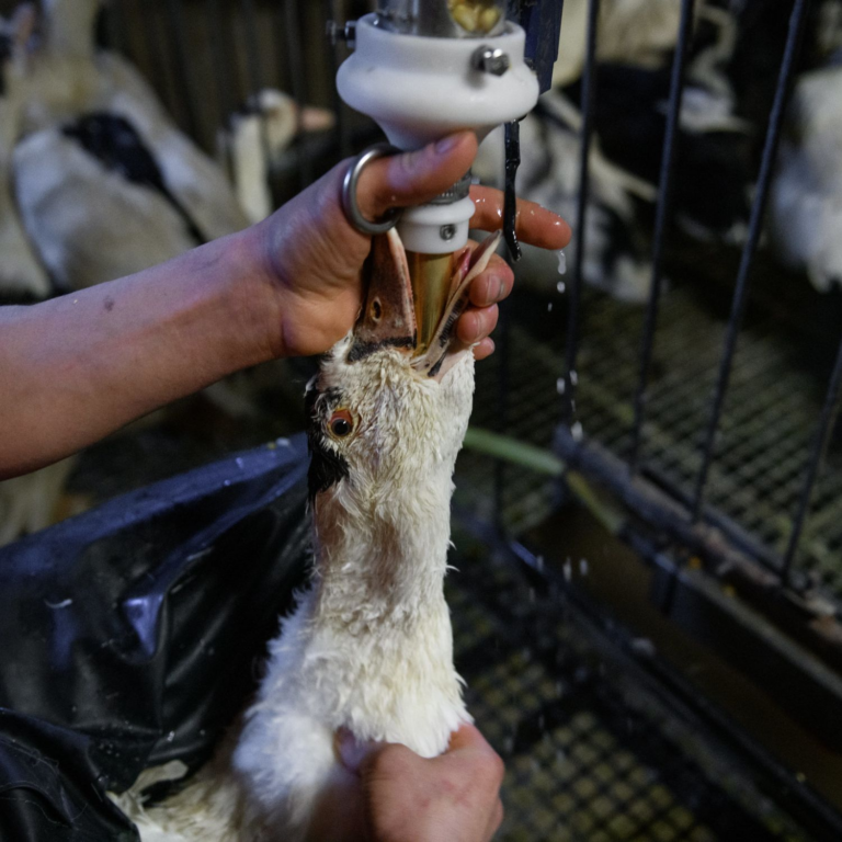 lula-sanciona-lei-que-proibe-foie-gras-e-alimentacao-forcada-de-animais