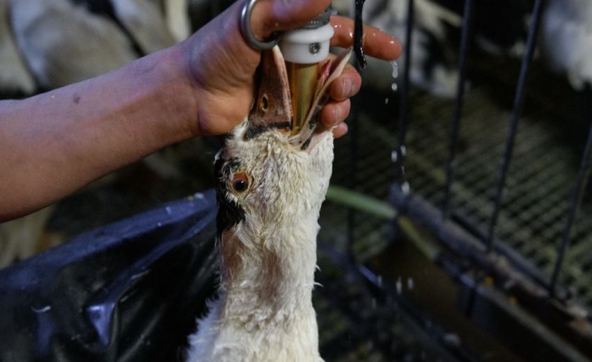 lula-sanciona-lei-que-proibe-foie-gras-e-alimentacao-forcada-de-animais