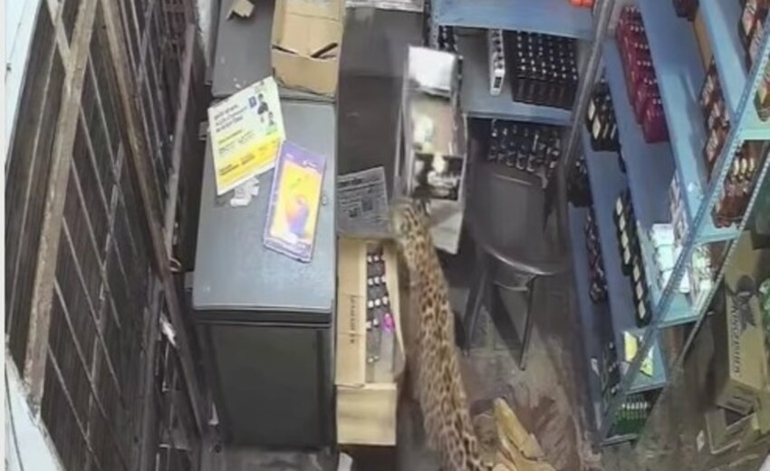 leopardo-invade-loja-de-bebidas,-ataca-tres-pessoas-e-e-capturado-na-india