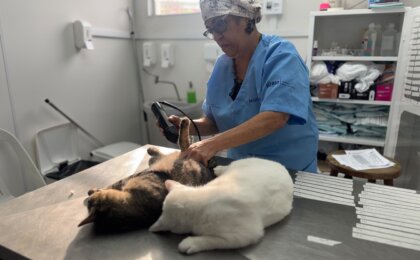em-um-dia-em-mutirao-contra-abandono-de-animais,-prefeitura-do-rio-castra-600-gatos