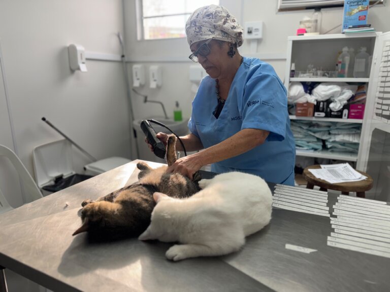 em-um-dia-em-mutirao-contra-abandono-de-animais,-prefeitura-do-rio-castra-600-gatos