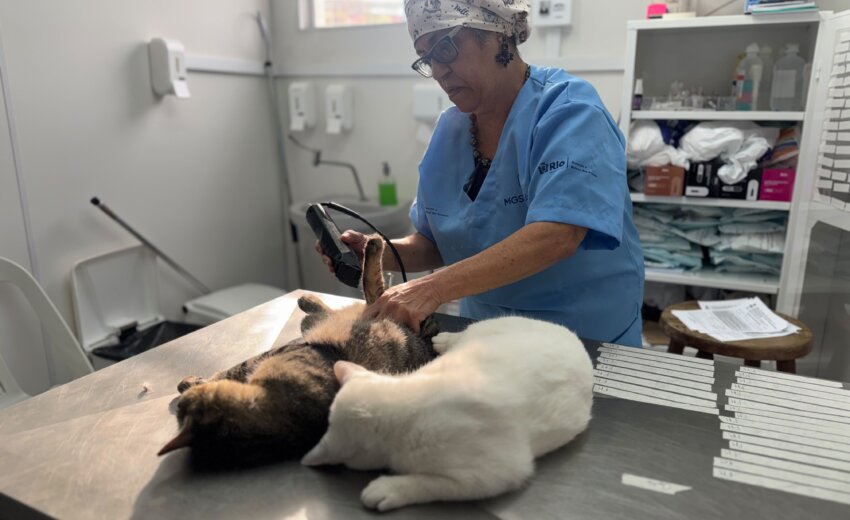 em-um-dia-em-mutirao-contra-abandono-de-animais,-prefeitura-do-rio-castra-600-gatos