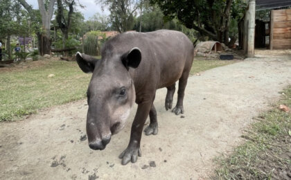 anta-chega-ao-bioparque-do-rio-e-publico-pode-escolher-nome-do-animal