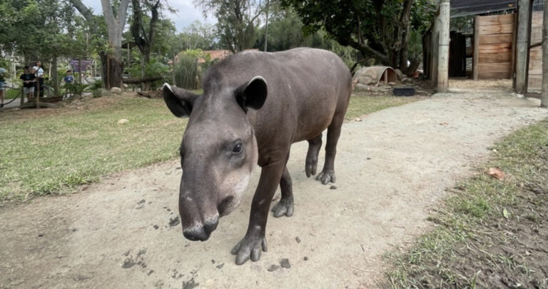 anta-chega-ao-bioparque-do-rio-e-publico-pode-escolher-nome-do-animal
