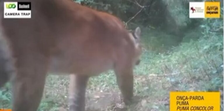parque-nacional-do-itatiaia-flagra-onca-parda-e-gatos-do-mato;