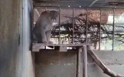 em-seropedica-alerta-para-risco-a-mil-animais,-sem-luz-ha-48-horas,-centro-do-ibama