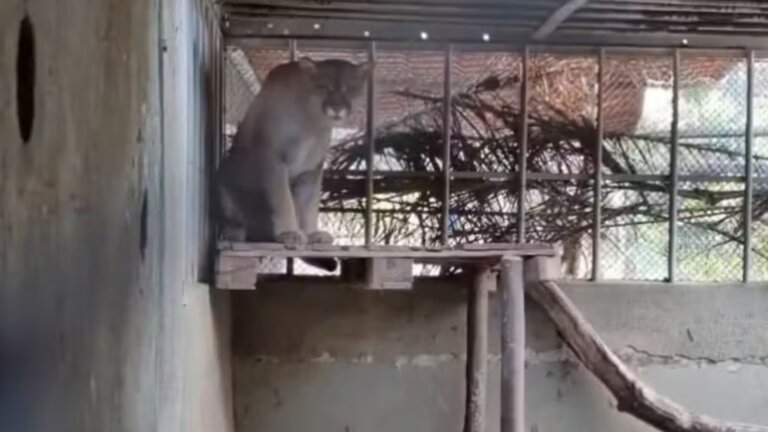 em-seropedica-alerta-para-risco-a-mil-animais,-sem-luz-ha-48-horas,-centro-do-ibama