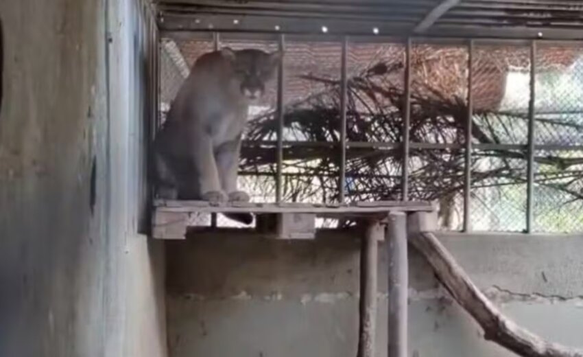 em-seropedica-alerta-para-risco-a-mil-animais,-sem-luz-ha-48-horas,-centro-do-ibama