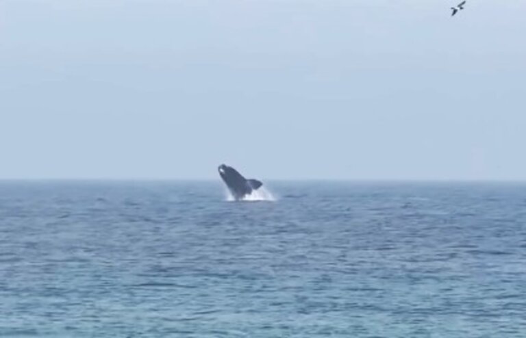 baleia-franca-e-filhote-dao-espetaculo-no-mar-do-arpoador