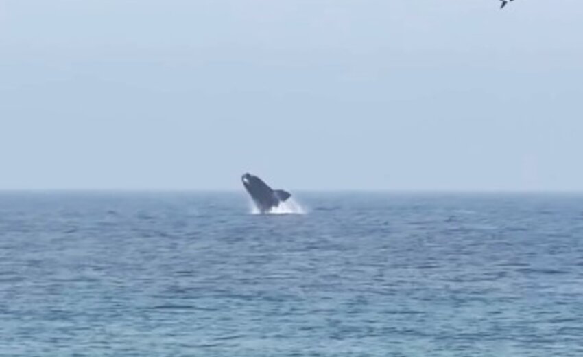baleia-franca-e-filhote-dao-espetaculo-no-mar-do-arpoador