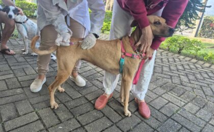 tijuca-recebe-vacinacao-antirrabica-gratuita-para-caes-e-gatos
