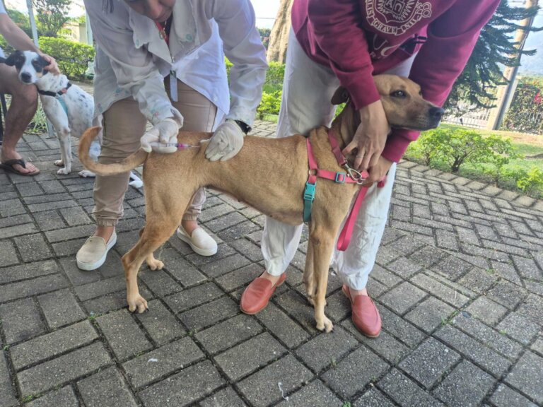 tijuca-recebe-vacinacao-antirrabica-gratuita-para-caes-e-gatos