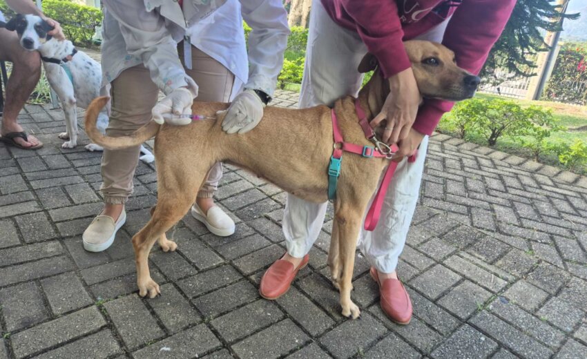 tijuca-recebe-vacinacao-antirrabica-gratuita-para-caes-e-gatos