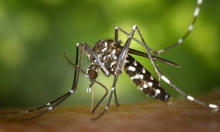 enfermeiros-poderao-atuar-na-classificacao-de-risco-de-casos-suspeitos-de-dengue