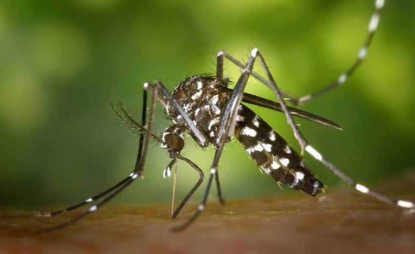 enfermeiros-poderao-atuar-na-classificacao-de-risco-de-casos-suspeitos-de-dengue