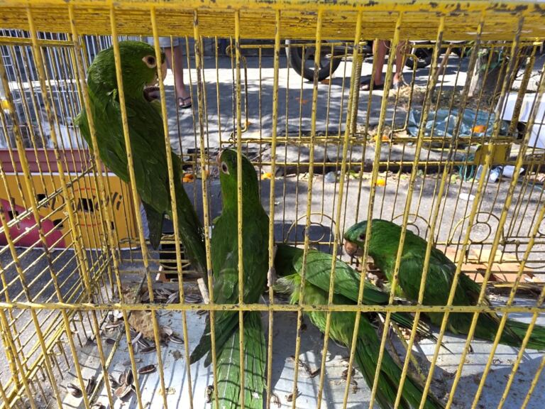 alerj-apreende-animais-silvestres-e-prende-tres-homens-em-feira-de-bangu,-na-zona-oeste
