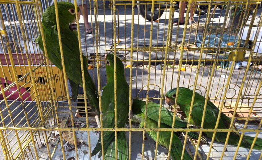 alerj-apreende-animais-silvestres-e-prende-tres-homens-em-feira-de-bangu,-na-zona-oeste