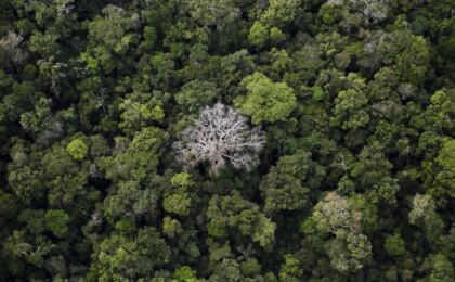com-lula,-amazonia-tem-menor-nivel-de-alertas-de-desmatamento-sob-ameacas-no-congresso