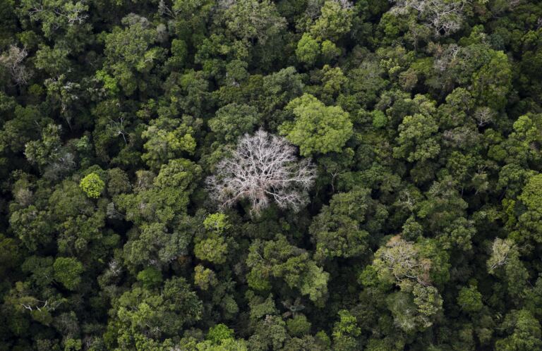 com-lula,-amazonia-tem-menor-nivel-de-alertas-de-desmatamento-sob-ameacas-no-congresso